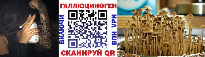 где купить наркоту  Городовиковск  Галлюциногенные грибы Magic Shrooms 
